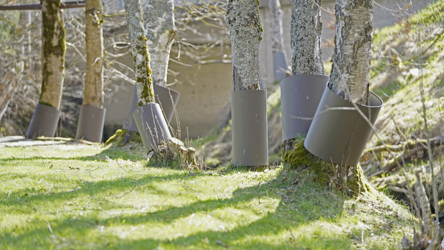 Baumreihe am Bach mit Schutzhülsen aus grauem Aluminium