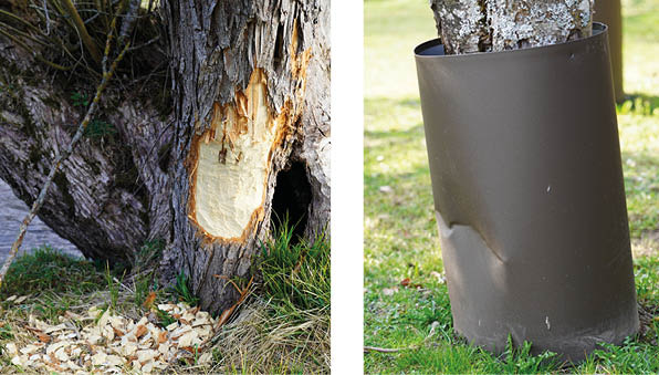 Solche Baumschäden können mit den Rohrhülsen verhindert werden. Allerdings können die Aluminiumhülsen z. B. beim Rasenmähen eingedellt werden