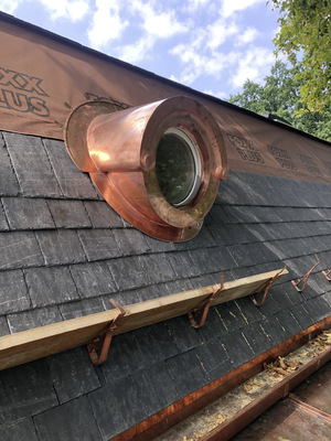 ... macht dieses Ochsenauge eine gute Figur