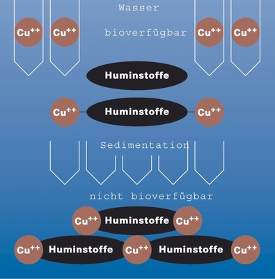 Auch im Wasser zeigt das Kupfer eine hohe Bindungseigenschaft. Die Bioverfügbarkeit wird durch Interaktion schnell reduziert