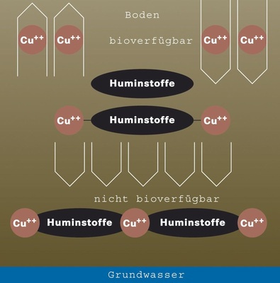 Die Grafik zeigt das Verhalten von Kupfer im Boden; die bioverfügbaren Ionen werden sehr schnell festgelegt und langfristig mineralisiert