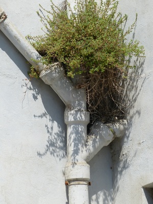 Rohrbegrünung auf Korsika