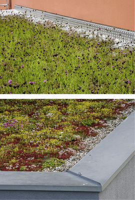 
Ob höhere Bepflanzung oder flach wachsender Sedumteppich – die fach-gerechte Ausführung begrünter Flachdächer ist auch für Klempnerfachbetriebe ein überaus interessantes und vor allem lukratives Tätigkeitsfeld
