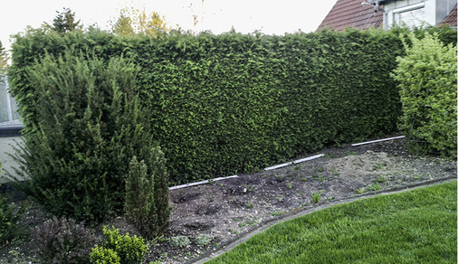 Vorher: Die Tujahecke an der Grenze zum Nachbargrundstück war zu dicht und breit gewachsen

