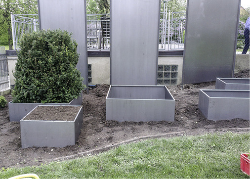 Der Buchsbaum wurde in Form geschnitten und anschließend der Pflanztrog um ihn herum gebaut
