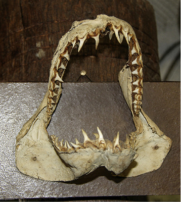 
... während das Haifischmaul jedem Lehrling Angst eingeflöst haben dürfte
