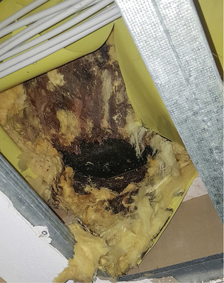 
Hinter der Dämmung kommt das beschädigte Gründach zum Vorschein



