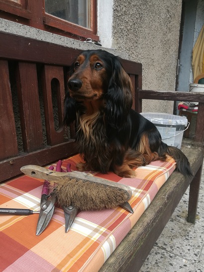 Klempnerdackel Karl bewacht das Werkzeug