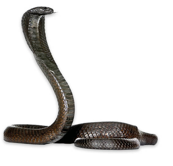 Zur Inspiration studierte Christian Ziegler zahlreiche Fotoaufnahmen wie diese oder schaute sich lebende Tiere an, beispielsweise im Zoo 