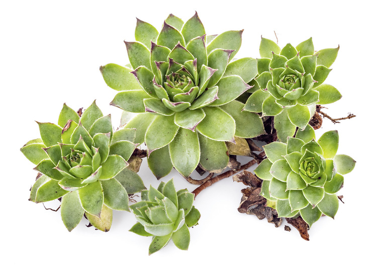 Dachwurz (Sempervivum tectorum)