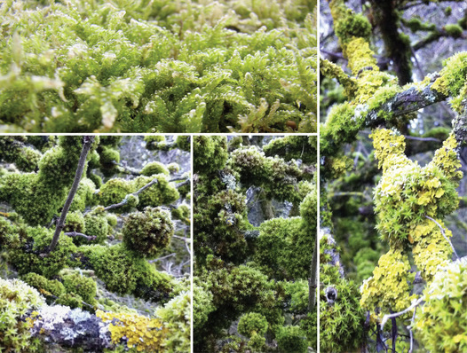 Moose sind die ältesten Landpflanzen. Erfolgreich besiedeln sie biologische Nischen — auch an Fassaden